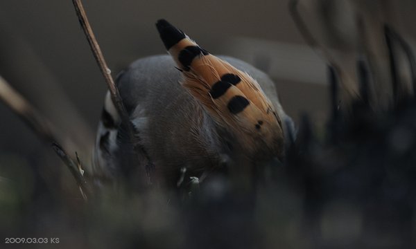 후투티
